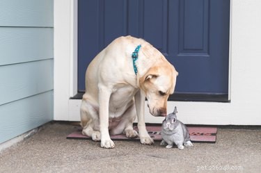 The Science Behind Cross‑Species Friendships