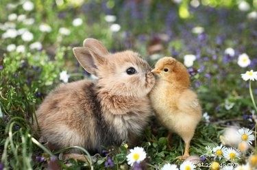 The Science Behind Cross‑Species Friendships