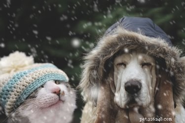 Science Explains Why Some People Prefer Dogs Over Cats