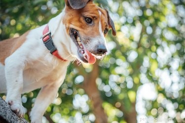 Can Science Decode Pet Communication? Exploring the Future of Animal Language Translation