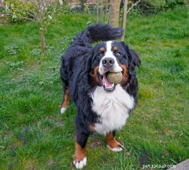 Can Science Decode Pet Communication? Exploring the Future of Animal Language Translation