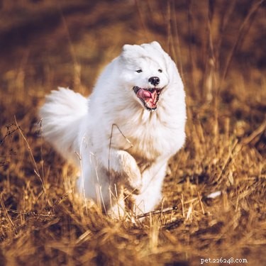 Can Science Decode Pet Communication? Exploring the Future of Animal Language Translation