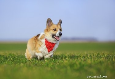 Can Science Decode Pet Communication? Exploring the Future of Animal Language Translation