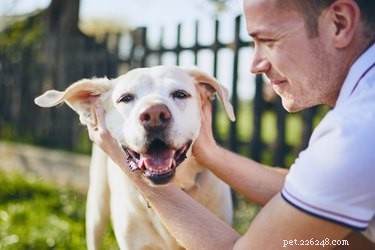 The Power of Pets: Understanding Why People Keep Them