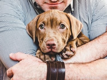 The Power of Pets: Understanding Why People Keep Them