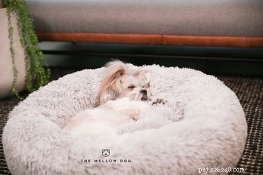 Find the Perfect Bed for Your Dog: Top Picks for Every Sleeping Style