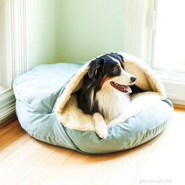 Find the Perfect Bed for Your Dog: Top Picks for Every Sleeping Style