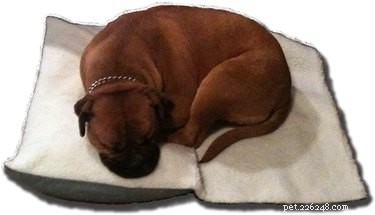 Find the Perfect Bed for Your Dog: Top Picks for Every Sleeping Style