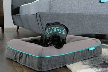 Find the Perfect Bed for Your Dog: Top Picks for Every Sleeping Style