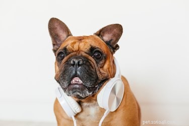 Do Dogs Really Enjoy Your Singing? Find Out the Truth