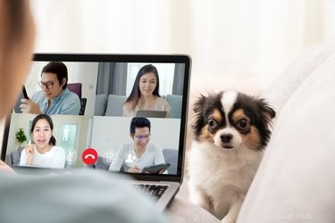 6 Essential Tips for Working from Home with Your Dog