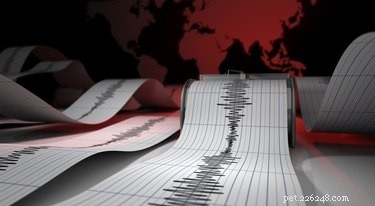 Do Cats and Dogs Predict Earthquakes? Exploring Animal Sensitivity to Seismic Activity
