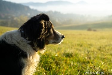 Do Cats and Dogs Predict Earthquakes? Exploring Animal Sensitivity to Seismic Activity