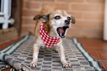 Do Cats and Dogs Predict Earthquakes? Exploring Animal Sensitivity to Seismic Activity