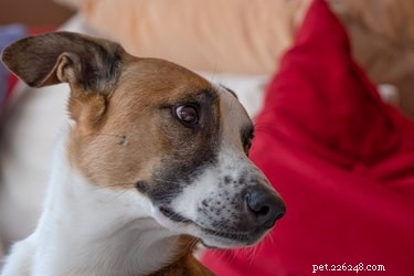 Do Cats and Dogs Predict Earthquakes? Exploring Animal Sensitivity to Seismic Activity