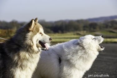 Debunking 7 Common Dog Myths: What You Really Need to Know