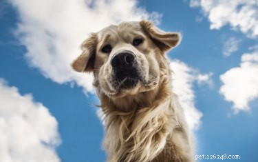 Debunking 7 Common Dog Myths: What You Really Need to Know