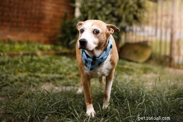Debunking 7 Common Dog Myths: What You Really Need to Know