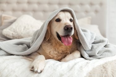 5 Essential Guidelines for Pet Care During a Crisis
