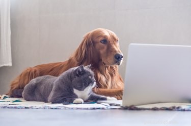 5 Essential Guidelines for Pet Care During a Crisis