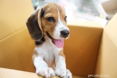 5 Essential Guidelines for Pet Care During a Crisis