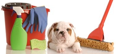 5 Essential Guidelines for Pet Care During a Crisis
