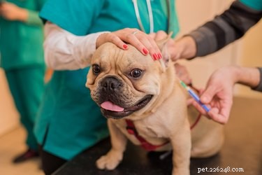 5 Essential Guidelines for Pet Care During a Crisis
