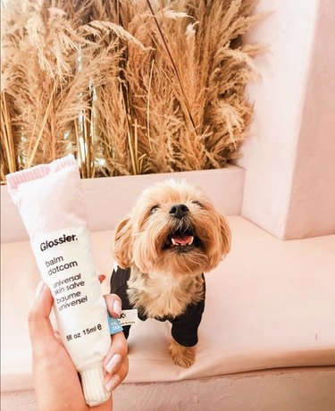 6 Unexpected Stores That Welcome Your Dog Inside