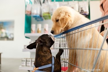 6 Unexpected Stores That Welcome Your Dog Inside