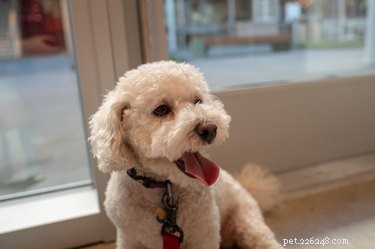 6 Unexpected Stores That Welcome Your Dog Inside
