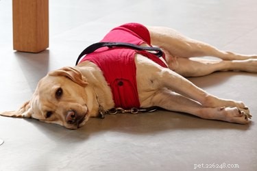 6 Unexpected Stores That Welcome Your Dog Inside