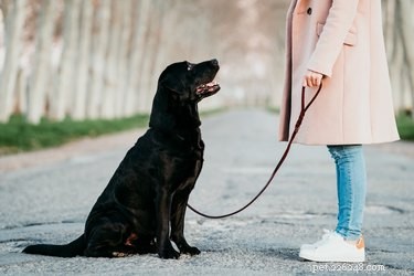 6 Unexpected Stores That Welcome Your Dog Inside