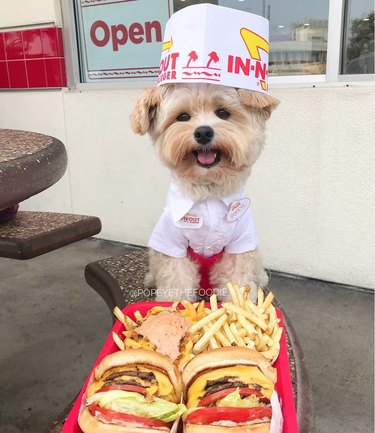 6 Unexpected Stores That Welcome Your Dog Inside