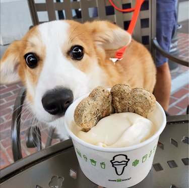 6 Unexpected Stores That Welcome Your Dog Inside