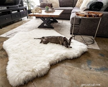 Top 6 Orthopedic Beds for Senior Dogs: Comfort & Support