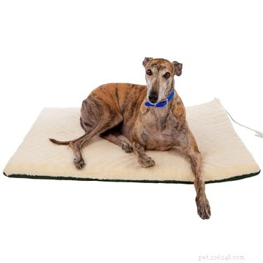 Top 6 Orthopedic Beds for Senior Dogs: Comfort & Support