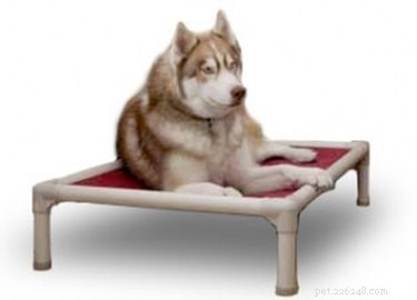 Top 6 Orthopedic Beds for Senior Dogs: Comfort & Support