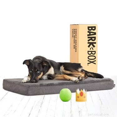 Top 6 Orthopedic Beds for Senior Dogs: Comfort & Support