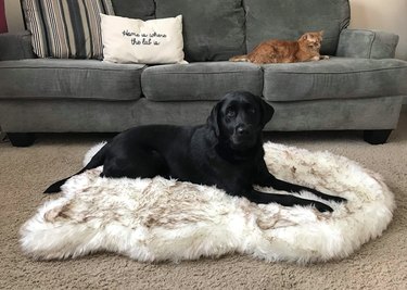 Top 6 Orthopedic Beds for Senior Dogs: Comfort & Support