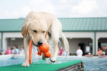 Top 8 Outdoor Dog Toys for Ultimate Fun & Safety