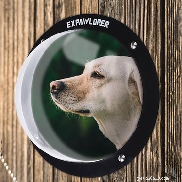 Top 8 Outdoor Dog Toys for Ultimate Fun & Safety