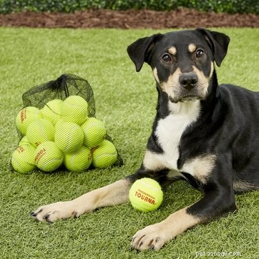 Top 8 Outdoor Dog Toys for Ultimate Fun & Safety