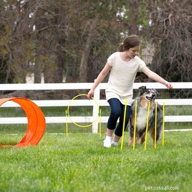 Top 8 Outdoor Dog Toys for Ultimate Fun & Safety