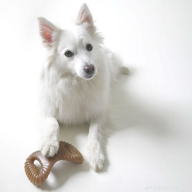 Top 7 Durable Dog Toys for Hard Chewers