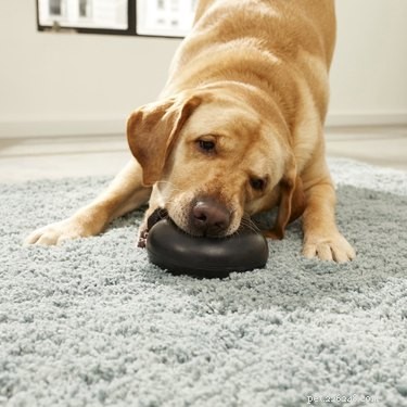 Top 7 Durable Dog Toys for Hard Chewers
