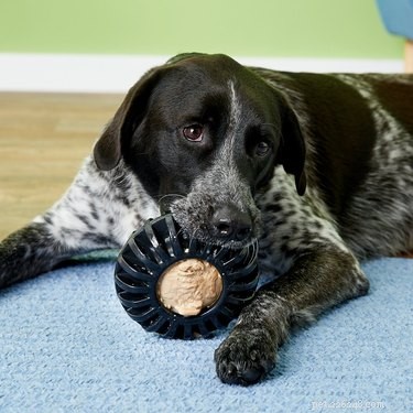 Top 7 Durable Dog Toys for Hard Chewers