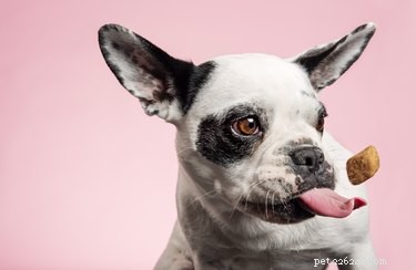 Top 7 Best‑Reviewed Dog Treats for Your Furry Friend