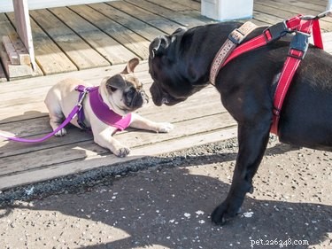 Top 8 Harnesses for Large Dogs: Comfort, Control, and Safety