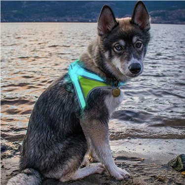 Top 8 Harnesses for Large Dogs: Comfort, Control, and Safety