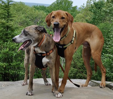 Top 8 Harnesses for Large Dogs: Comfort, Control, and Safety